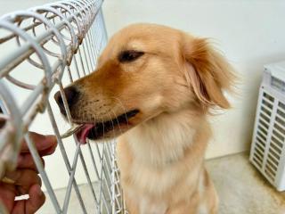 お子様連れ&動物好き大歓迎！産みたての卵を収穫体験できる宿 - Nanjō - 6