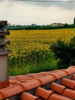 Sunflowers Dimora - 1