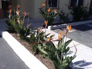 Best Western Oxnard Inn - 1