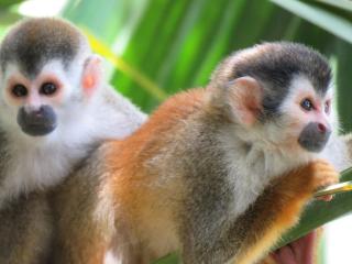 Mono Vista At Jungle Creek Chill out in the Jungle - 7