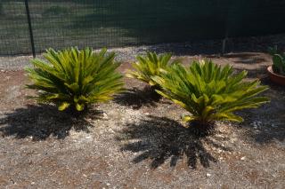 Casale Lupis - 2