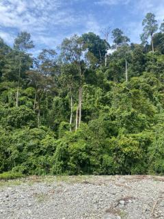 Green View Homestay & Jungle Trekking - 4