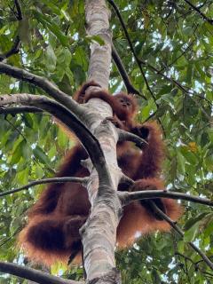 Green View Homestay & Jungle Trekking - 2
