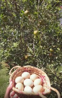 بستان الأحلام - 5