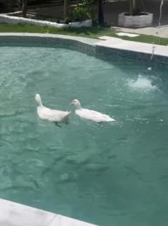 بستان الأحلام - 1