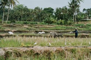 Yeh Pulu House - 5