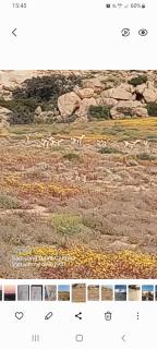 Mesklip Caravan Park - Springbok - 5