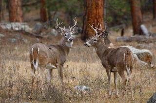 Twin Bucks Cabin - 2