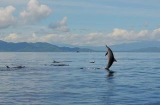 Bunaken Jhon Homestay - 8