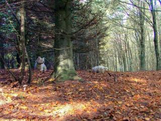 6 person holiday home in Toftlund-By Traum - 1