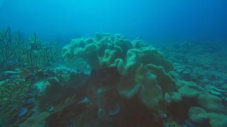 Arborek Diving Homestay R4 - 2