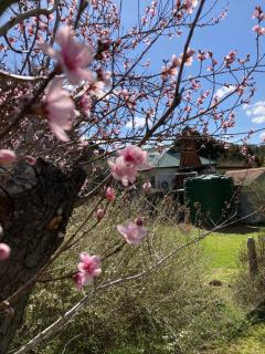 Lavender Cottage - Sofala - 9