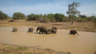 Pinnacle Safari Resort - 8