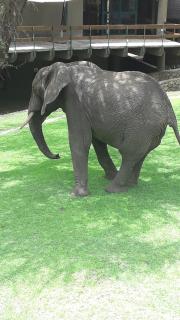 Tarangire Sopa Lodge - 3