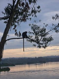 Nile river cottages - 7