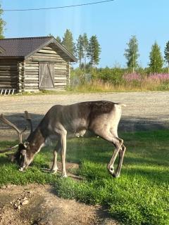 Rentola Lapland a peaceful and cozy cottage - 3