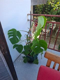 Radovići,Luštice - 2