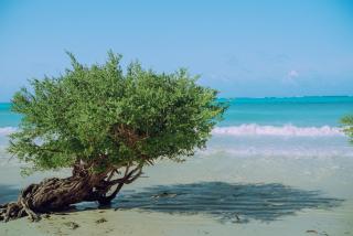 4min to beach & The Rock - Milkyway View at Night - 4 Bedroom option has an Outdoor Cinema - 1