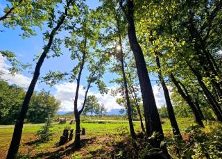 Forest Corner - 3