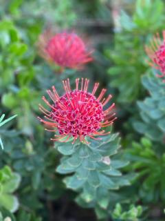 The Cottage - a tranquil hideaway - Somerset West - 9