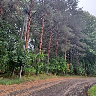 Niittytie Alexsandra - 3