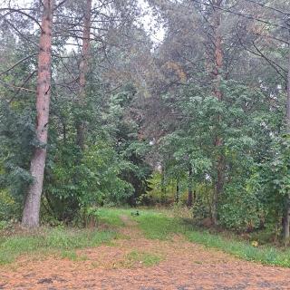 Niittytie Alexsandra - 1