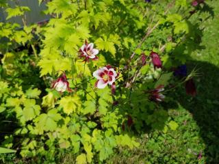 Charming Red Farmhouse Near Forsheda - 2