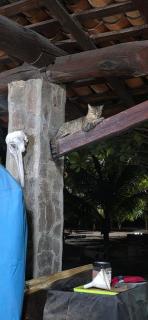 Coco Paradiso - Mechapa - 7