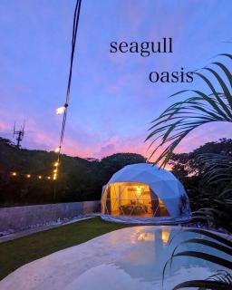 Seagull oasis - 0
