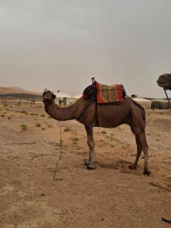 Desert Camel Trek - 4