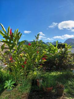 Senteurs tropicales - 3