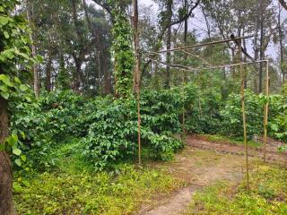 Bean & Leaf Plantation Cottage - 8