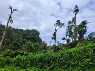 Bean & Leaf Plantation Cottage - 3