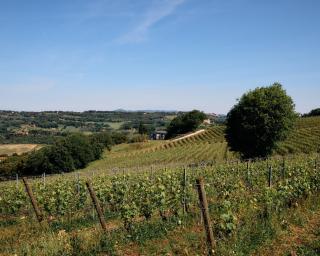 Campigallino, casa immersa nella natura. - 9