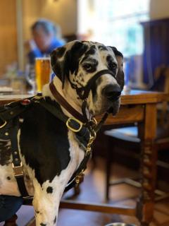 The Wellington Arms - Baughurst - 5