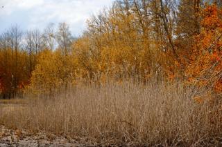 Gite de charme, automne en Sologne, séjour en famille, contes, jeux, balade nature en forêt & détente, centre Aubigny - 6