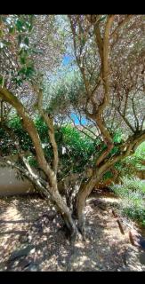 Divine ROUJAN Sunny Lodge - 1