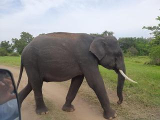 Amba Sewana Homestay - 2