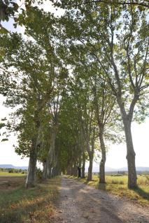 Domaine de Ceyrac - Conqueyrac - 8
