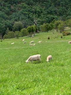 Merino Cottage Meadowbank Lake - 4