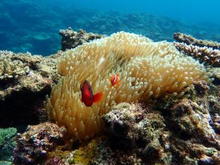 Blue Ocean Resort - 3