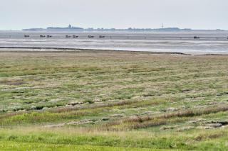 Pamir - 28 - Cuxhaven - 8