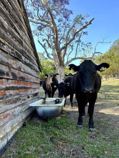 The Dairy character-filled farm stay - 4