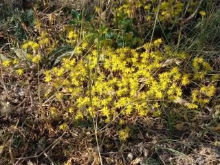 Nostalgic Island Idyll in Aâ land-By Traum - 2