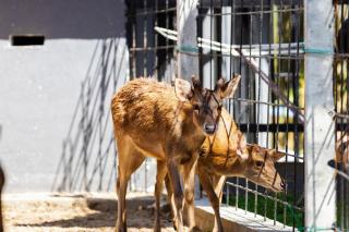 DAWA Brickhouse - Balinese Guesthouse in Thompson Ipoh by Ryokan Management - Ipoh - 2
