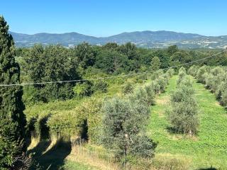 Bellosguardo Farm house in olive groves - San Donato Fronzano, Florence, Toscany - 3