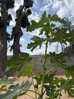 Pousada Recanto do Tucano - 3