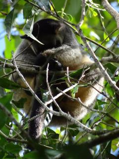 Malanda Falls Retreat - 7