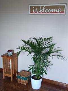 Pointer Palace - 8
