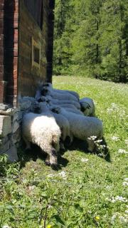 Pollux Family Apartment - Zermatt - 2